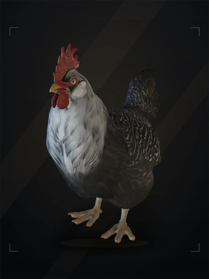 CS2 pet chicken: catalana, Black with White Head