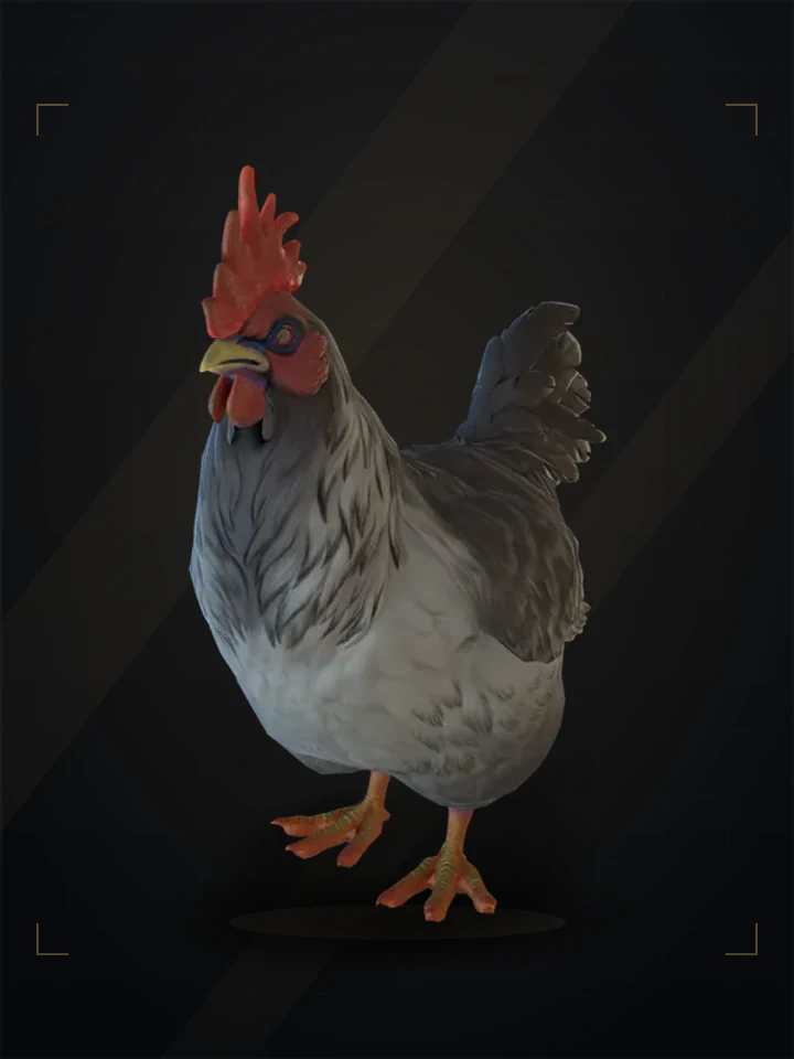 CS2 pet chicken: catalana, Grey