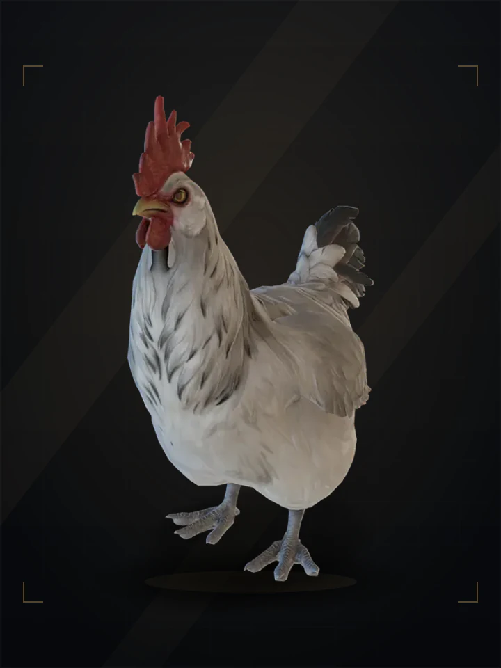 CS2 pet chicken: catalana, White