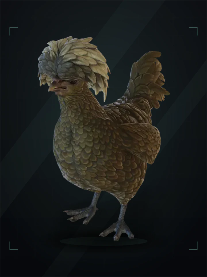 CS2 pet chicken: polish, Black with White Head