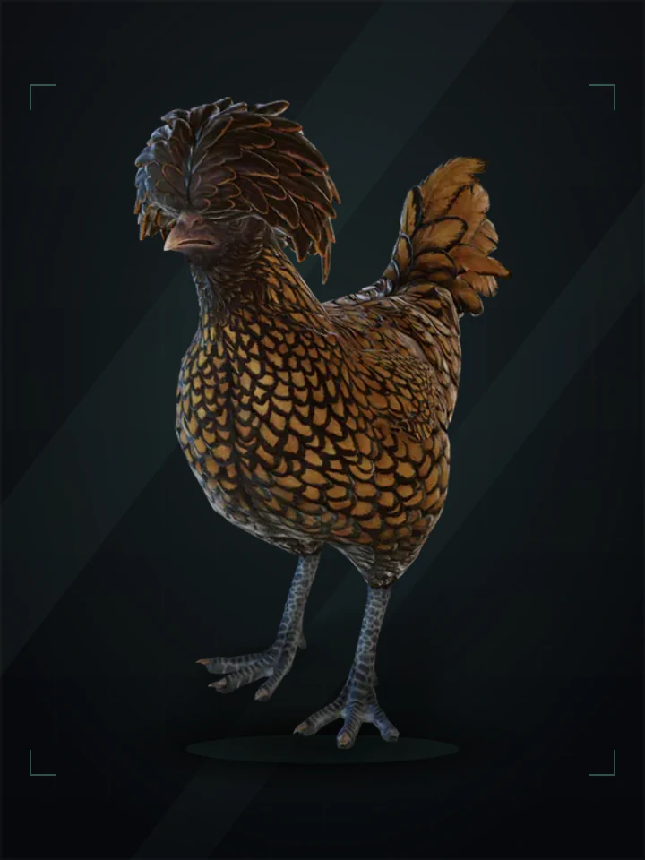 CS2 pet chicken: polish, Brown with Black Wing Tips