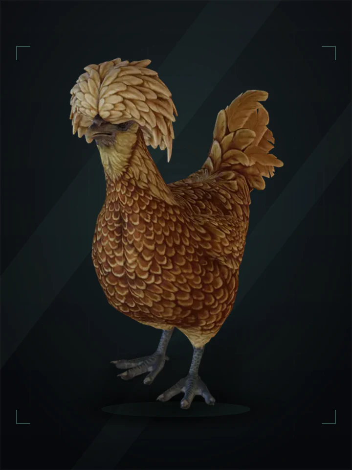 CS2 pet chicken: polish, Brown
