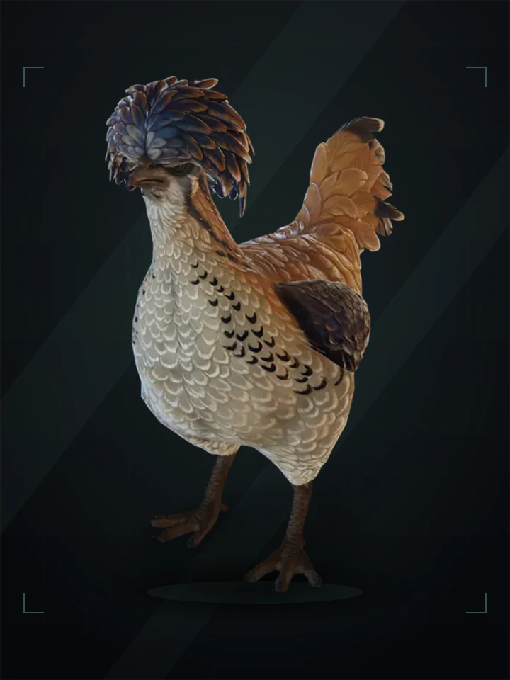 CS2 pet chicken: polish, Orange White and Blue