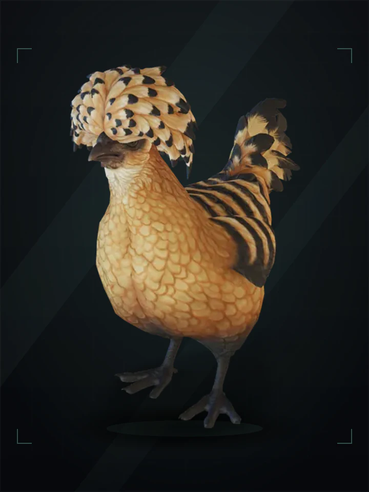 CS2 pet chicken: polish, Orange with Black Stripes