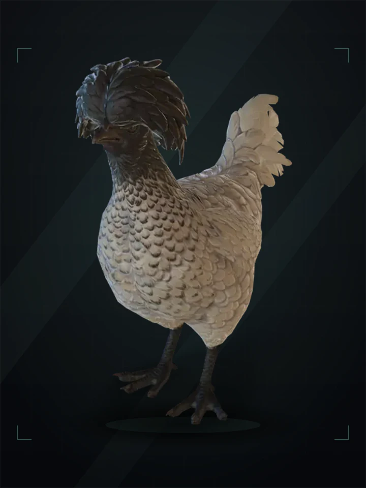 CS2 pet chicken: polish, White with Black Head