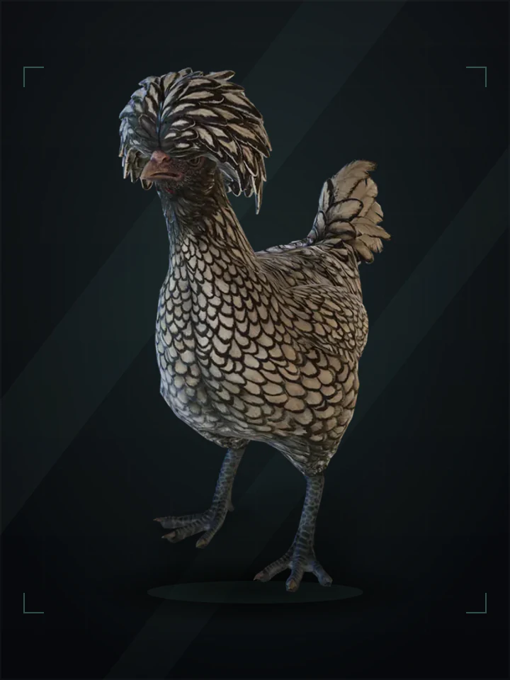 CS2 pet chicken: polish, White with Black Wing Tips