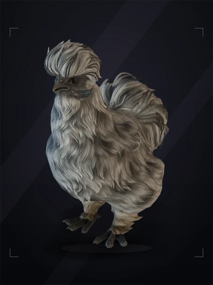 CS2 pet chicken: silkie, Splash