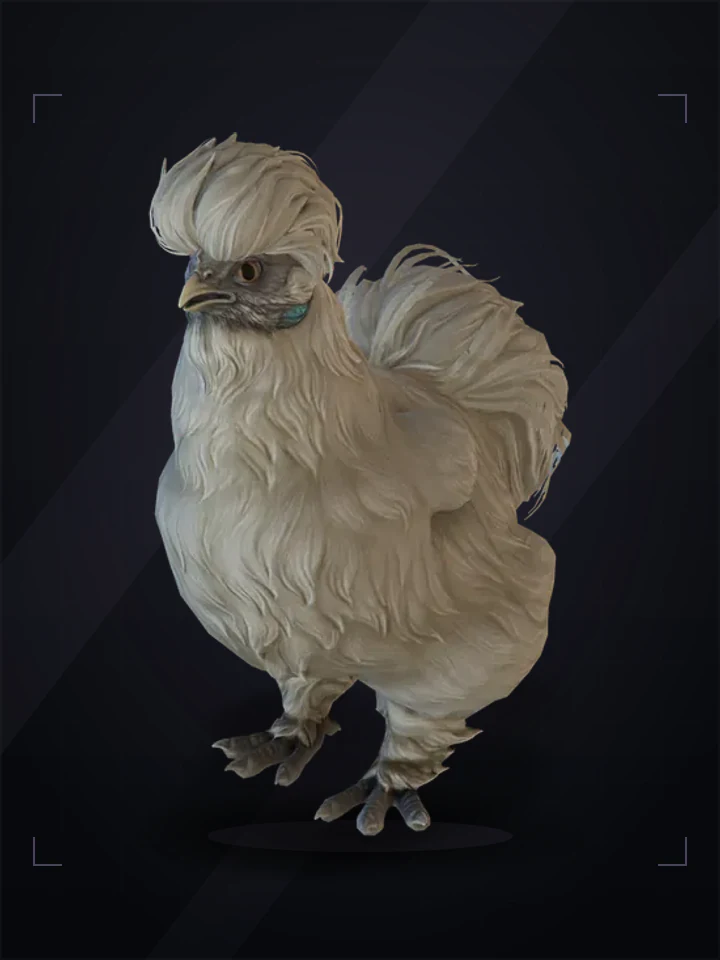 CS2 pet chicken: silkie, White