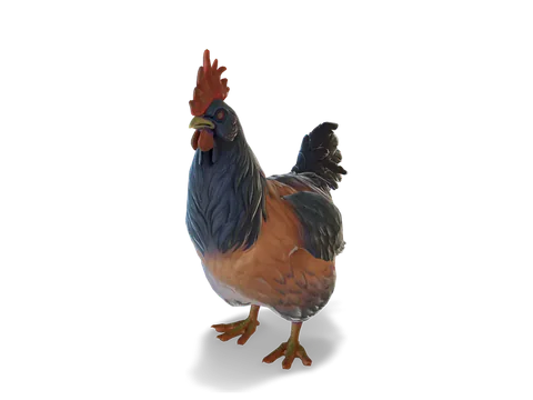 CS2 寵物雞 Catalana，Orange with Blue Neck 毛色