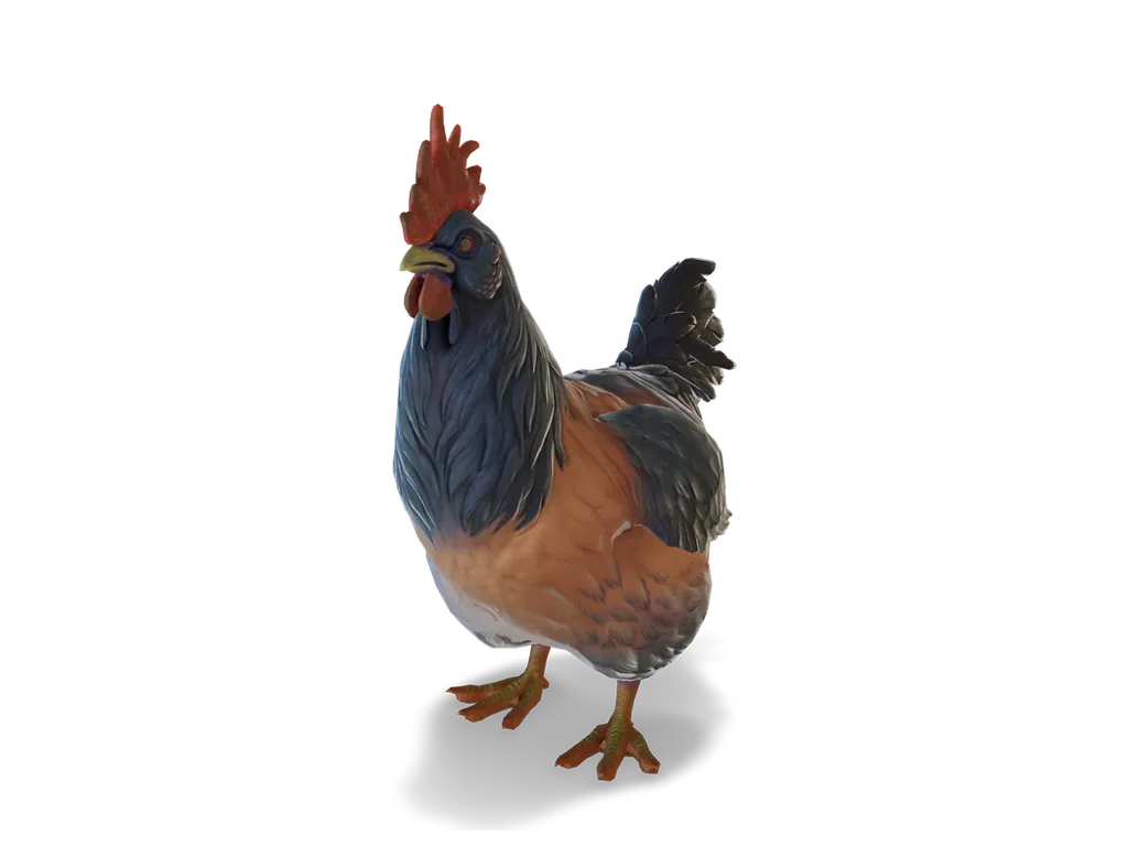 CS2 寵物雞 Catalana，Orange with Blue Neck 毛色