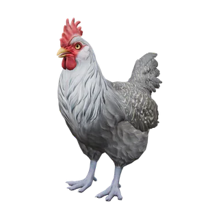 Курица Catalana, окрас Black with White Head, рендер из файлов CS2