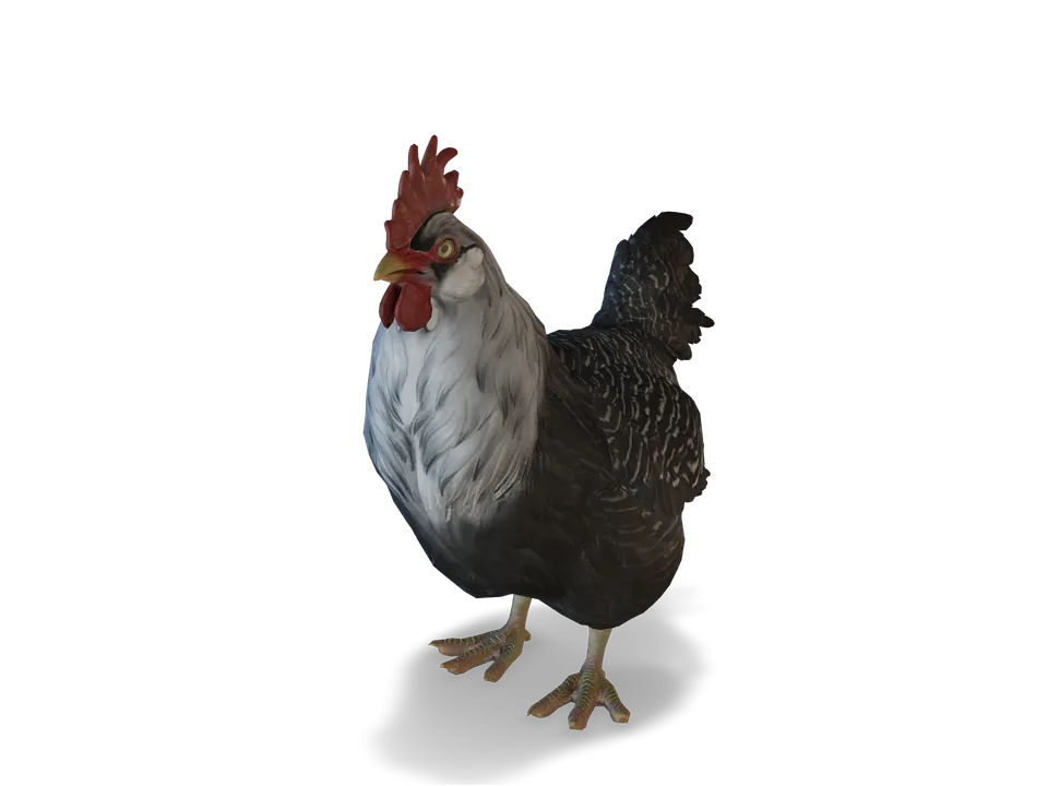 CS2 pet chicken: catalana, Black with White Head