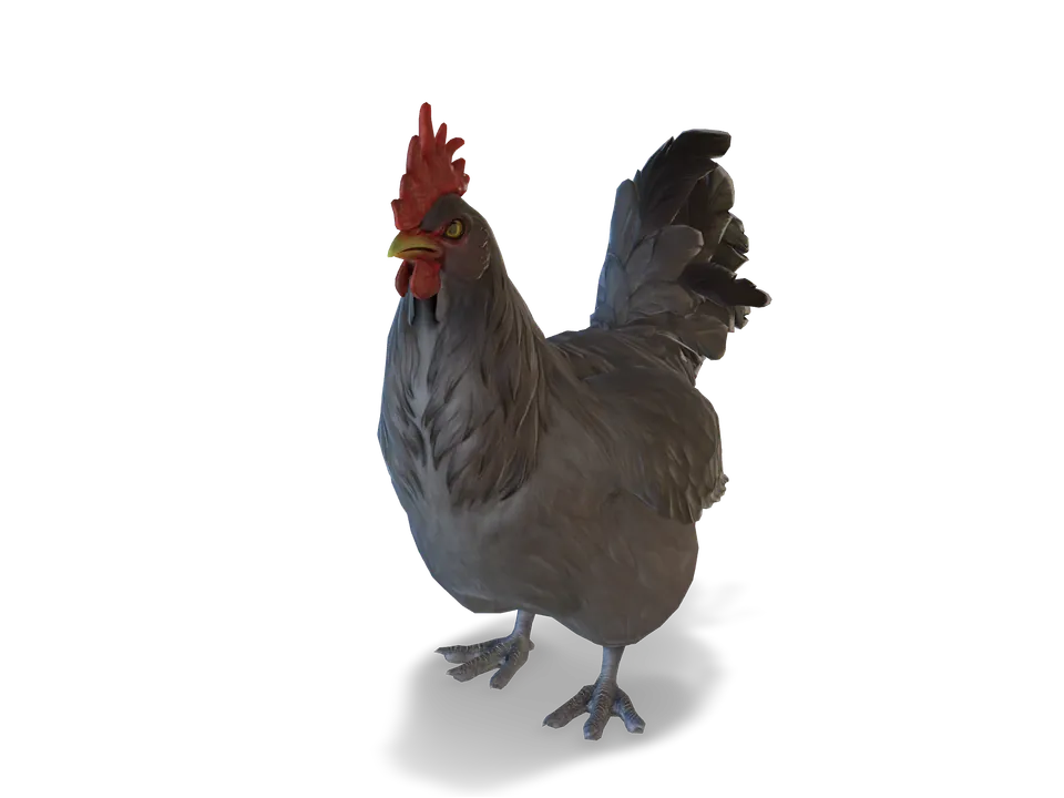 CS2 pet chicken: catalana, Black