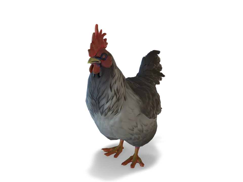 CS2 pet chicken: catalana, Grey