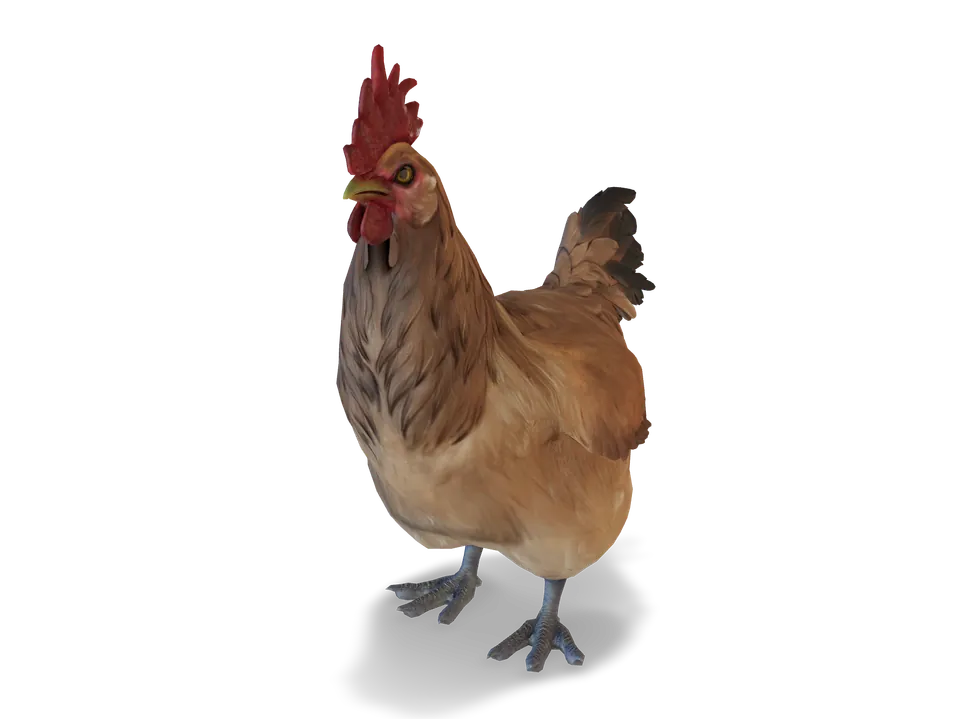 CS2 pet chicken: catalana, Tan