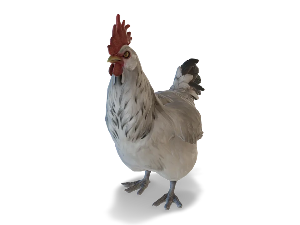 CS2 pet chicken: catalana, White