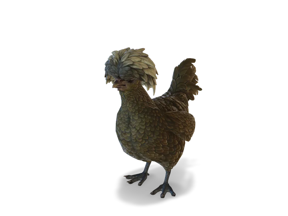 CS2 pet chicken: polish, Black with White Head