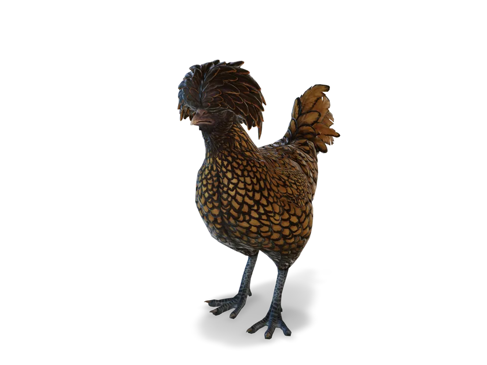 CS2 pet chicken: polish, Brown with Black Wing Tips