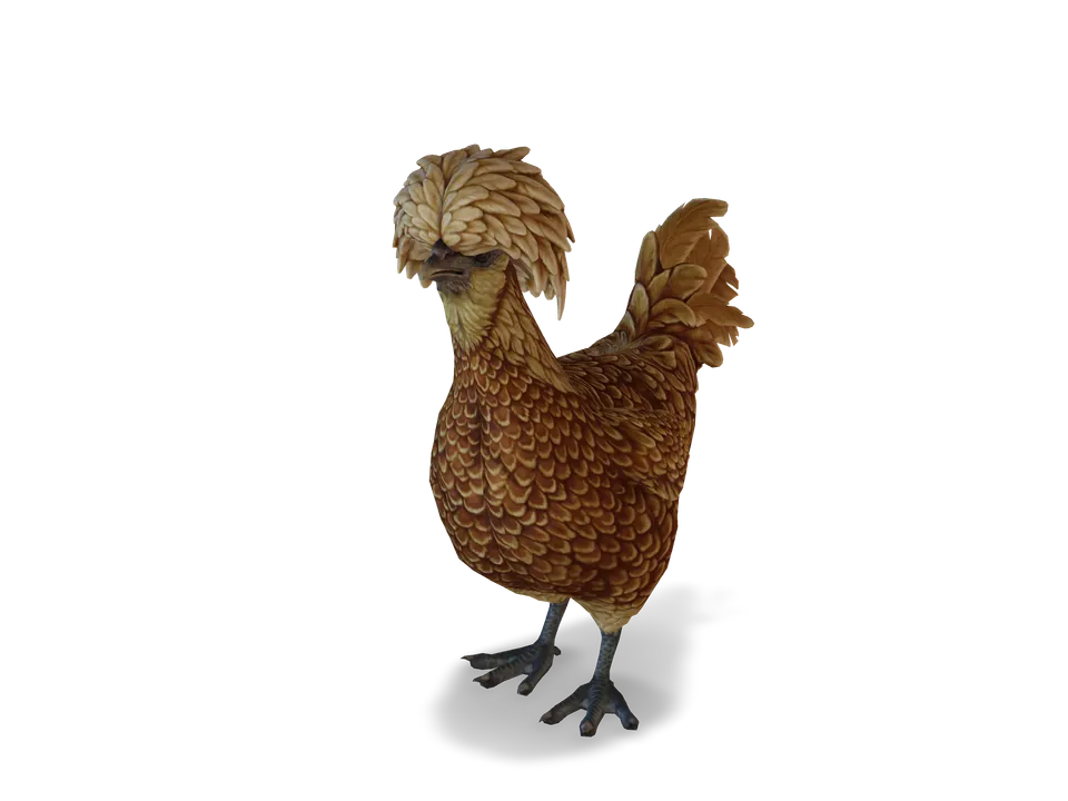 CS2 pet chicken: polish, Brown