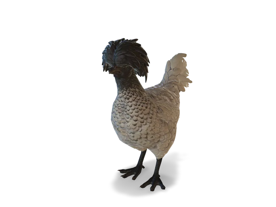 CS2 pet chicken: polish, White with Black Head