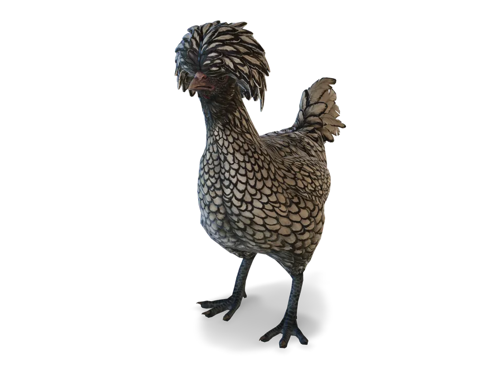 CS2 pet chicken: polish, White with Black Wing Tips