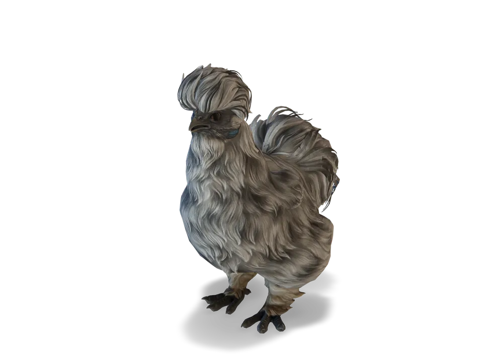 CS2 pet chicken: silkie, Splash