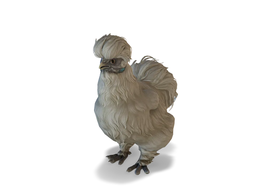 CS2 pet chicken: silkie, White