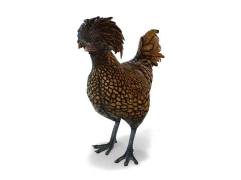 CS2 寵物雞 Polish，Brown with Black Wing Tips 毛色