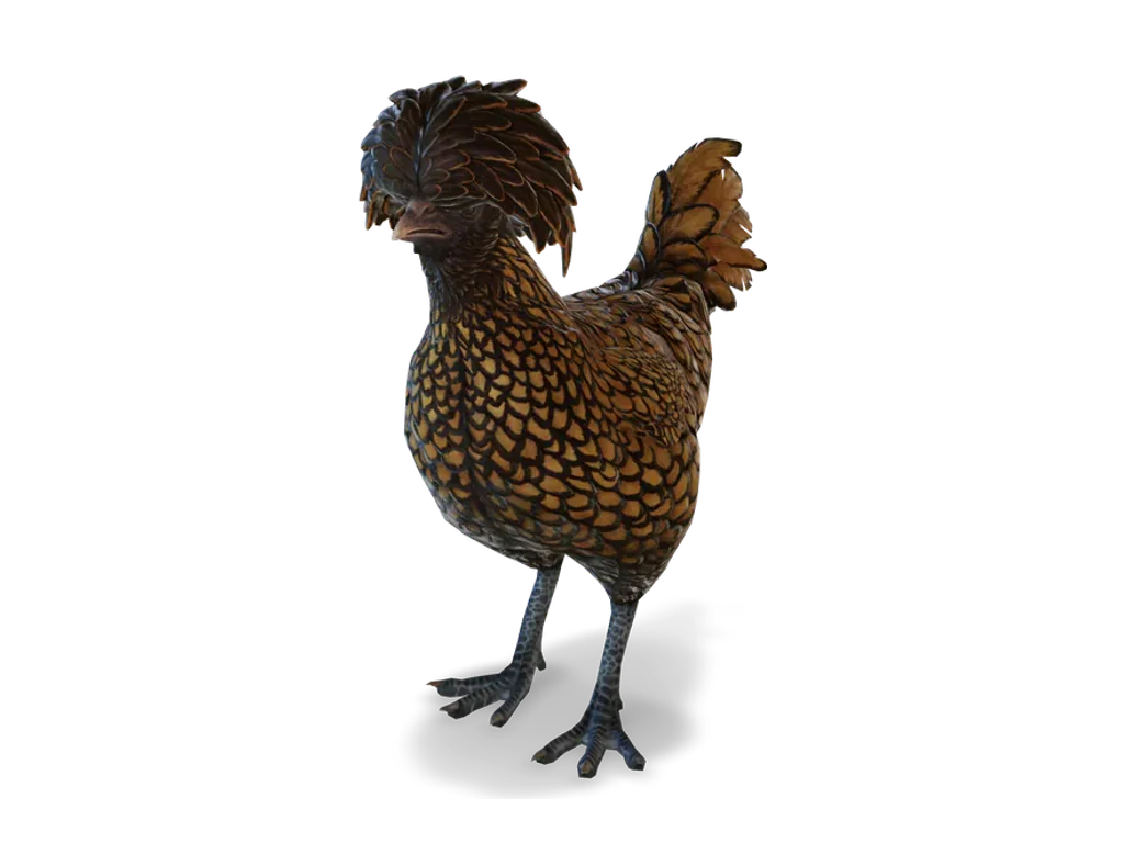 CS2 寵物雞 Polish，Brown with Black Wing Tips 毛色