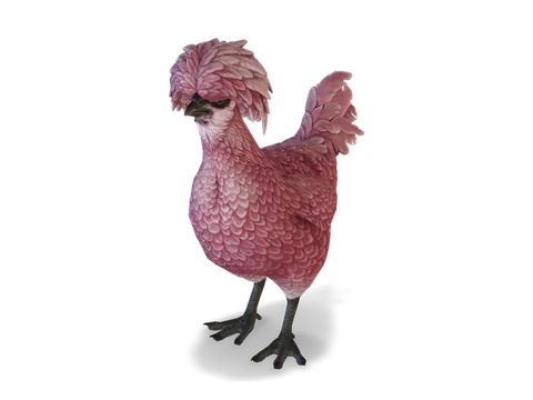 CS2 寵物雞 Polish，Pink 毛色