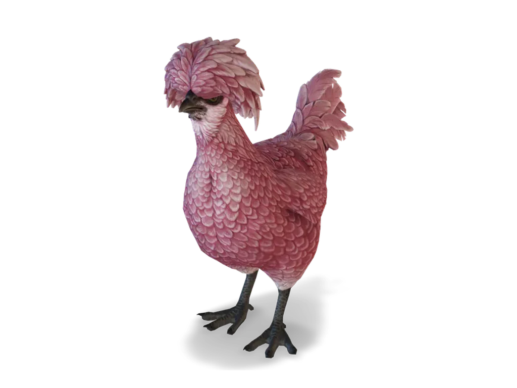 CS2 寵物雞 Polish，Pink 毛色
