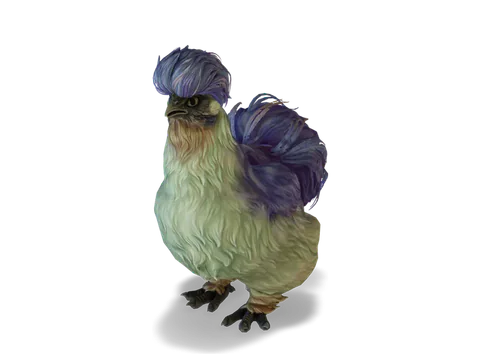CS2 寵物雞 Silkie，Blue with Red Beard 毛色