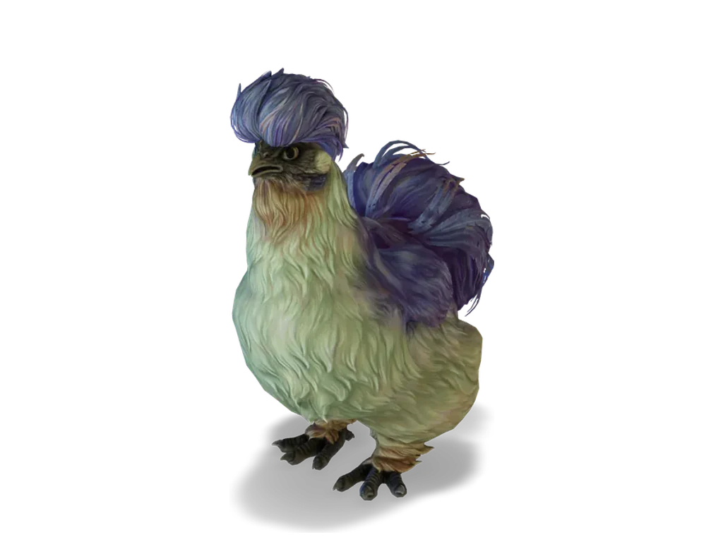 CS2 寵物雞 Silkie，Blue with Red Beard 毛色