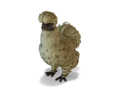 CS2 寵物雞 Silkie，Leopard 毛色