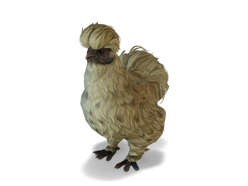CS2 寵物雞 Silkie，Leopard 毛色