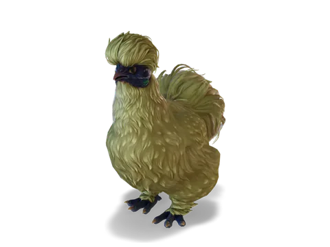 CS2 寵物雞 Silkie，Orange 毛色