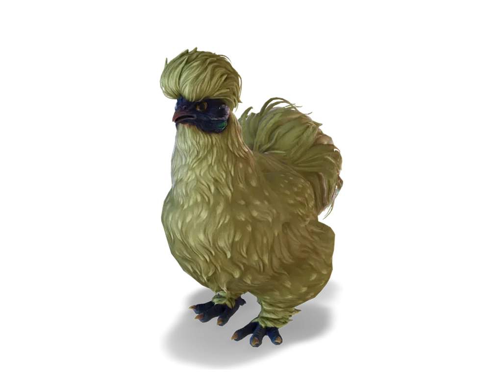 CS2 寵物雞 Silkie，Orange 毛色