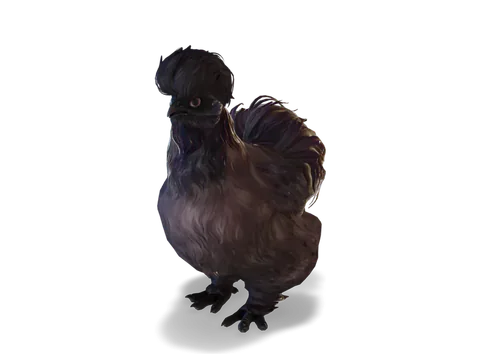CS2 寵物雞 Silkie，Purple 毛色