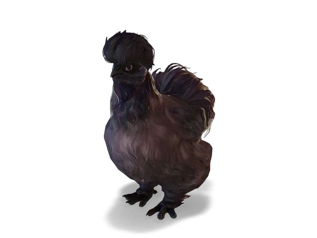 CS2 寵物雞 Silkie，Purple 毛色