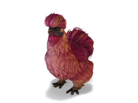 CS2 寵物雞 Silkie，Red 毛色