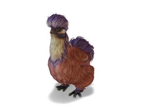 CS2 寵物雞 Silkie，Red Beetle 毛色