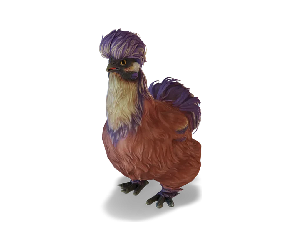 CS2 寵物雞 Silkie，Red Beetle 毛色