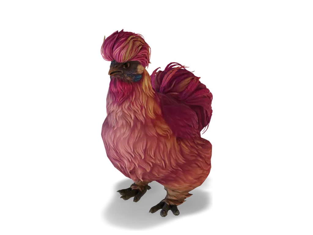 CS2 寵物雞 Silkie，Red 毛色