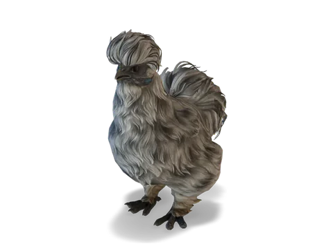 CS2 寵物雞 Silkie，Splash 毛色