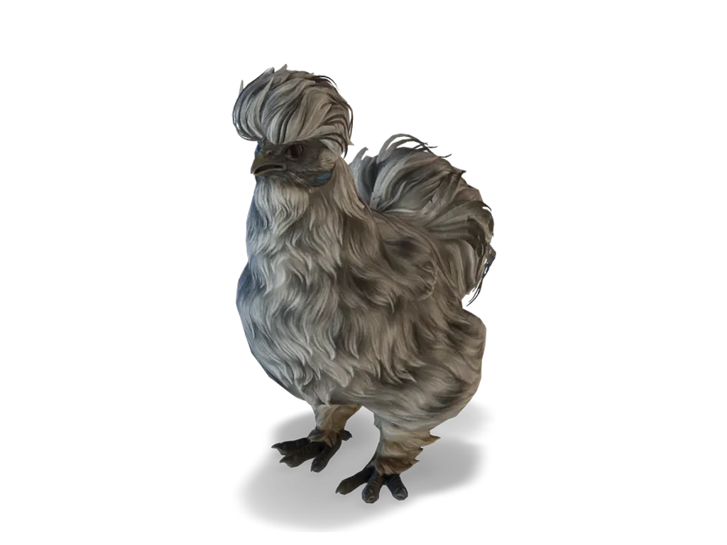 CS2 寵物雞 Silkie，Splash 毛色