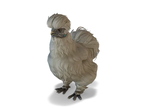 CS2 寵物雞 Silkie，White 毛色