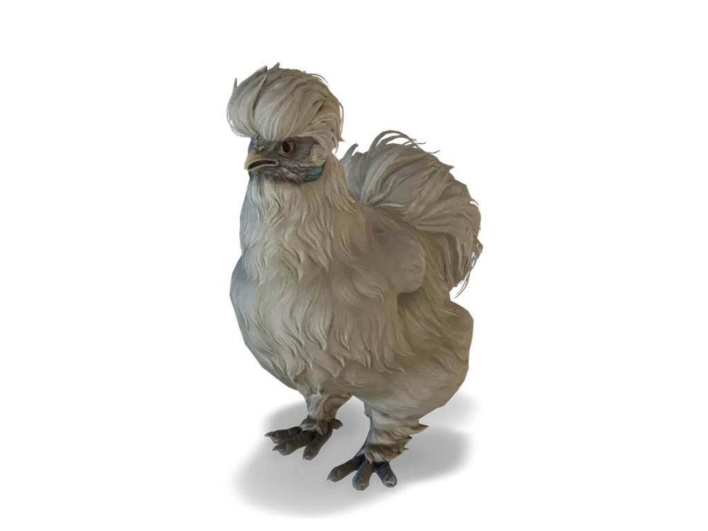 CS2 寵物雞 Silkie，White 毛色