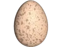 雞蛋
